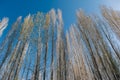 Tree over bluesky in ladak, leh india Royalty Free Stock Photo