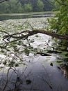 Tree Over Lake of Lilys