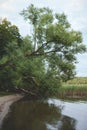 tree over lake shore Royalty Free Stock Photo