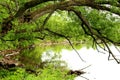 Tree over the lake in spring. Royalty Free Stock Photo