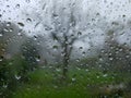 Tree over a rainny window Royalty Free Stock Photo