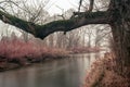 Tree Over River Royalty Free Stock Photo