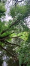 Tree over river water Green reflection Royalty Free Stock Photo