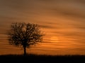 Tree over setting sun