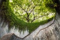 The tree over tunnel walkway at Fort Canning Park and Penang road., Singapore Royalty Free Stock Photo