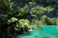 Tree over water cascade