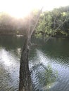 Tree over water