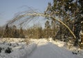 Tree over winter road Royalty Free Stock Photo