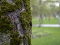 The tree overgrown with moss grows from the Park Royalty Free Stock Photo