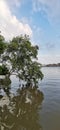 A Tree Overhanging a River in Thailand. Royalty Free Stock Photo