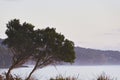 Tree overlooking the bay, as the sun rises over Tasmania.