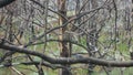 Tree owl couple dry leafless