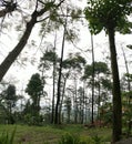 Tree pacet, indonesia nature Royalty Free Stock Photo