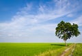 Tree in paddy field Royalty Free Stock Photo
