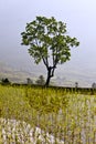 A tree in paddy field Royalty Free Stock Photo
