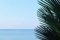 Tree palm branches close-up against the blue sky and turguoise sea in the daytime in natural conditions. Royalty Free Stock Photo