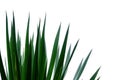 Tree palm with branches on white isolated background Royalty Free Stock Photo