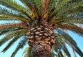 Palm leaves, trunk against the serene blue sky, tropical background