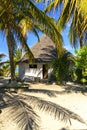 Tree and palms on the beach. Tropical ocean beach landscape in Z Royalty Free Stock Photo