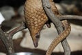 Tree Pangolin (Manis tricuspis) Royalty Free Stock Photo