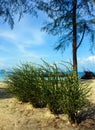 tree at Panka Noi beach Royalty Free Stock Photo