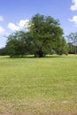 Tree in a park