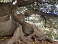 The tree in the park Royalty Free Stock Photo