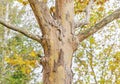 Tree in park close, autumn background