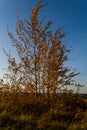 Tree in the park in Curonian Spit, Lithuania-Autumn details.