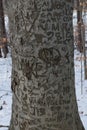 Graffiti Filled Tree of Love