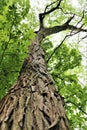 Tree in park, green forest, cortex Royalty Free Stock Photo