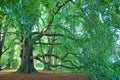 Tree in a park in Kreuzlingen