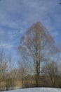 Tree in winter in a park