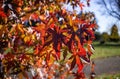 Tree in Perry Park Birmingham Royalty Free Stock Photo