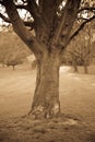 Tree in a park in sepia Royalty Free Stock Photo