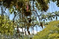 Rhipsalis baccifera hanging on tree branches in the park Royalty Free Stock Photo