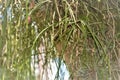 The rhipsalis baccifera on the tree trunk in the park Royalty Free Stock Photo