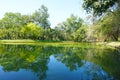 Tree in park and shadow in water