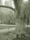 Tree in park and skyscrapers, nyc Royalty Free Stock Photo