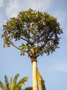 A tree in the park with a spherical crown. small tree. Planting bushes. Caring for nature Royalty Free Stock Photo