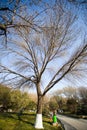 The tree in the park