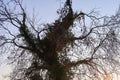 Tree particular crown branches backlight vision particular nature natural beautiful