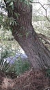 Tree with patterned bark by river Rother Royalty Free Stock Photo