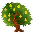 Tree pear with fruit and green leaves