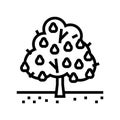 tree pear line icon vector illustration