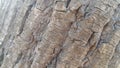 tree peel macro close up texture for background and texture Royalty Free Stock Photo