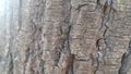 tree peel macro close up texture for background and texture Royalty Free Stock Photo
