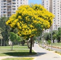 Tree Peltoforum with bright yellow flowers and small openwork leaves in the park of Holon