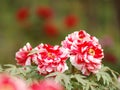 Tree peony-0006