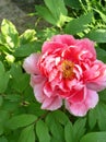 Tree Peony Royalty Free Stock Photo